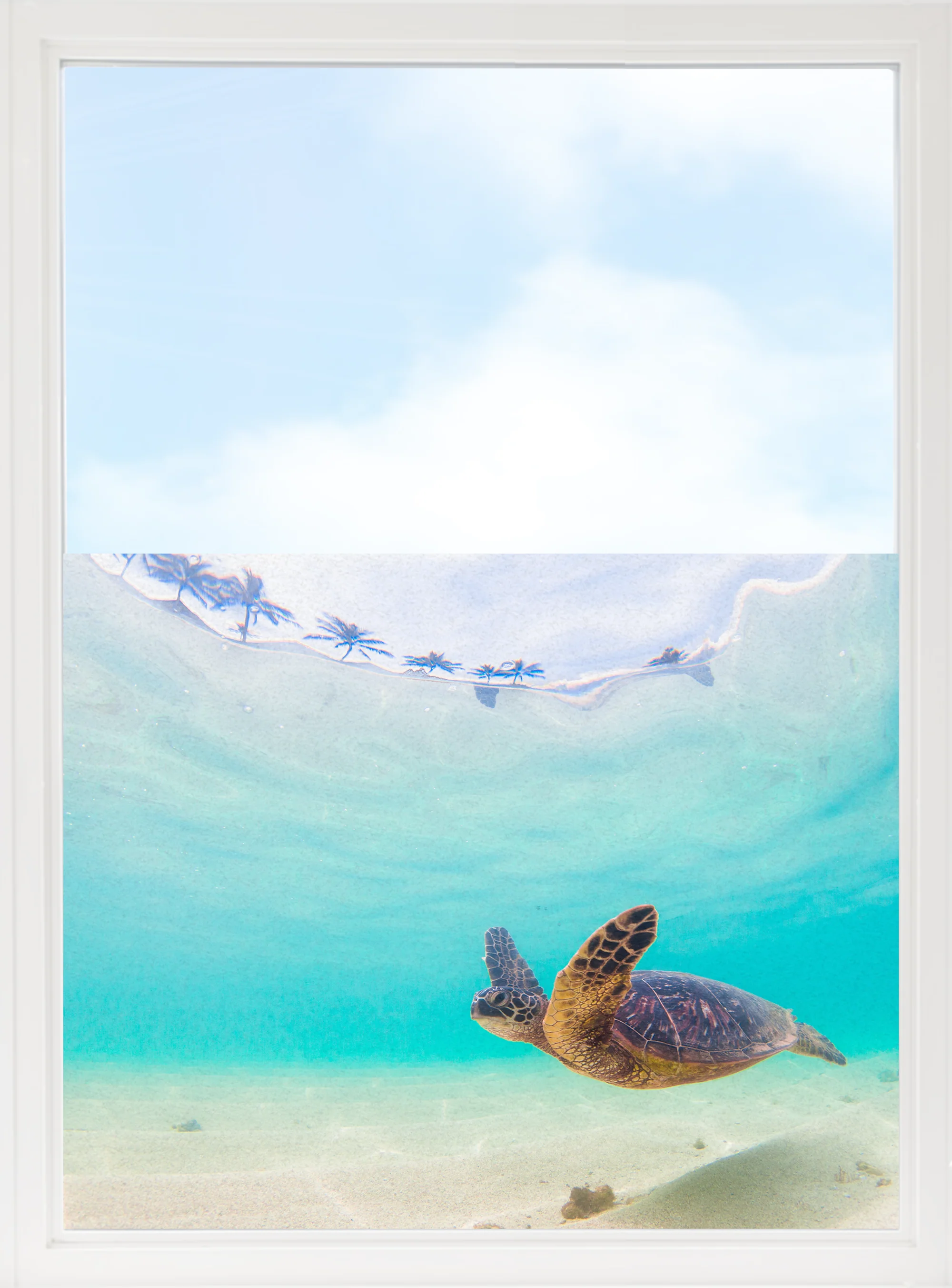 Fensterfolie Schildkröte - Image 7