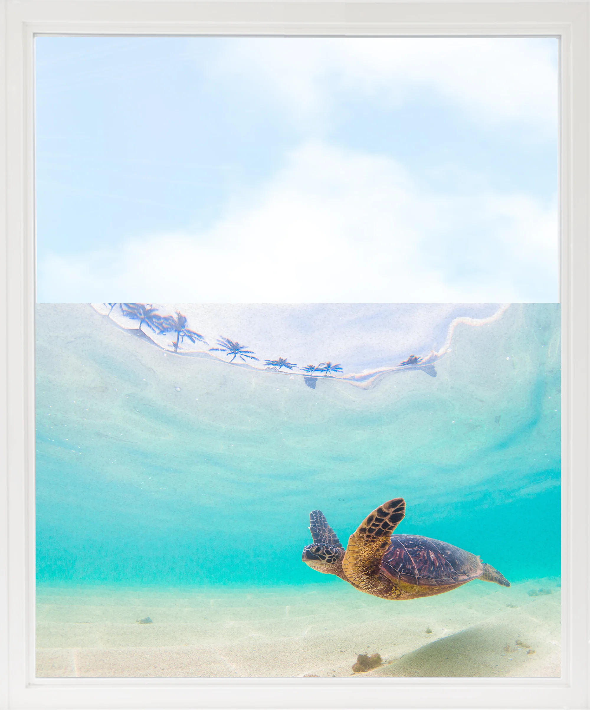 Fensterfolie Schildkröte - Image 8