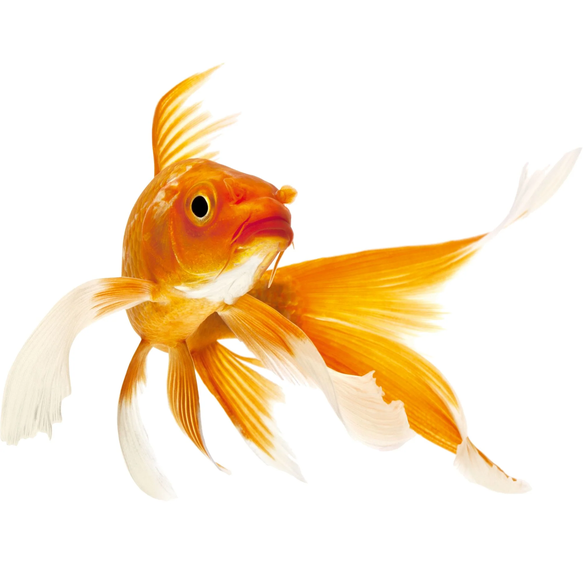 Wandtattoo Goldfisch - Image 2