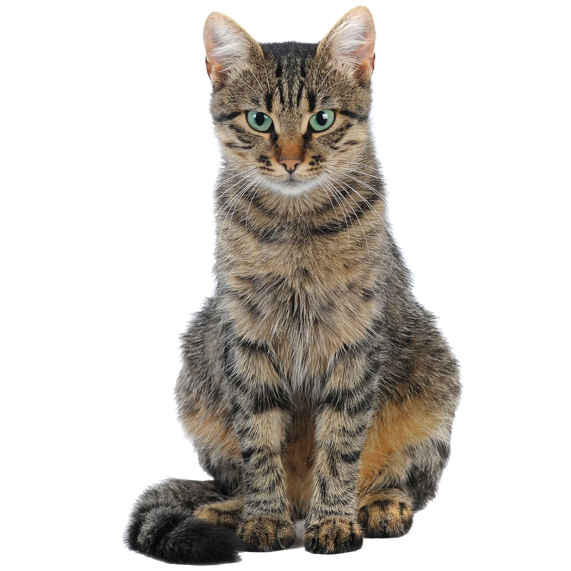 Wandtattoo Katze - Image 2