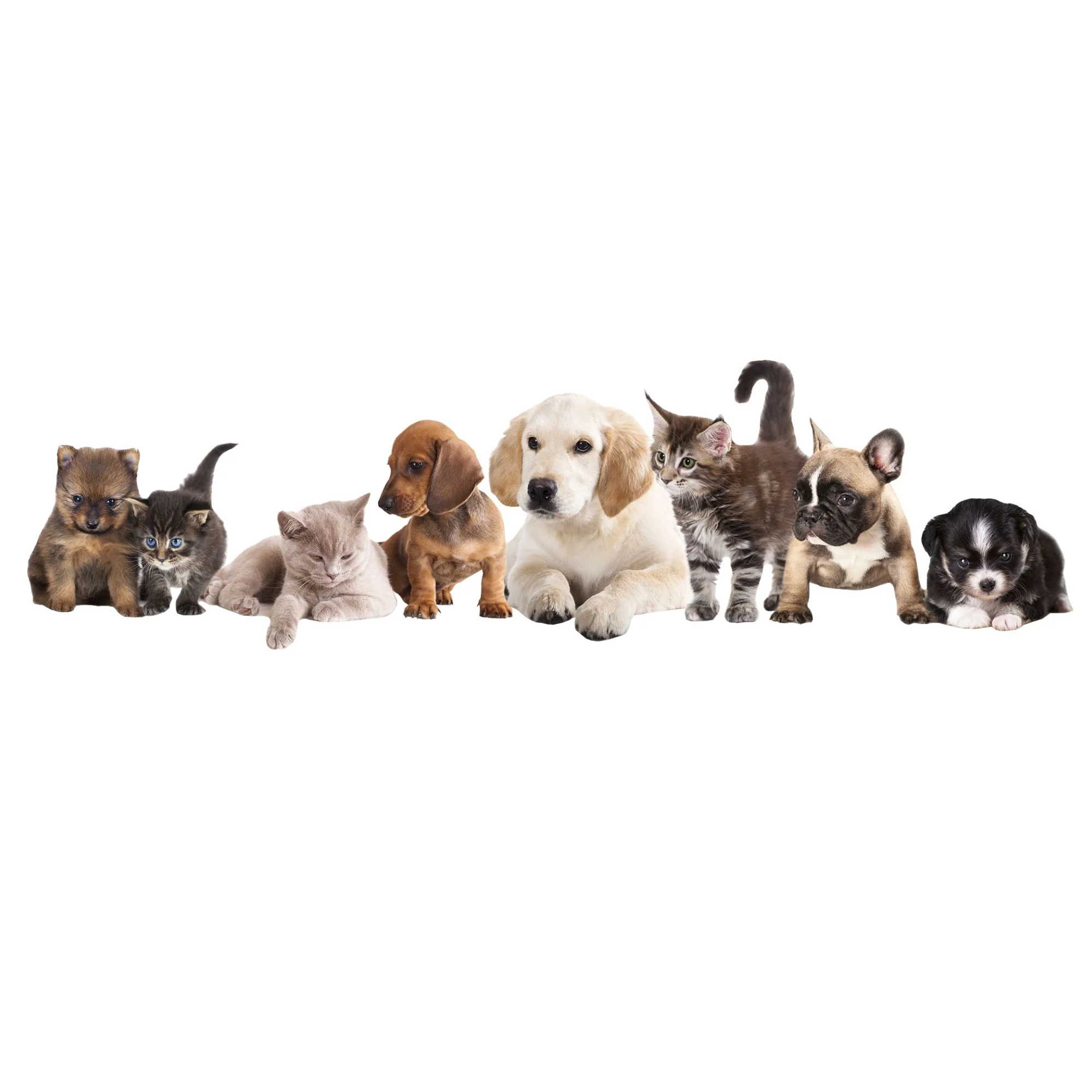 Wandtattoo Tiere - Image 2
