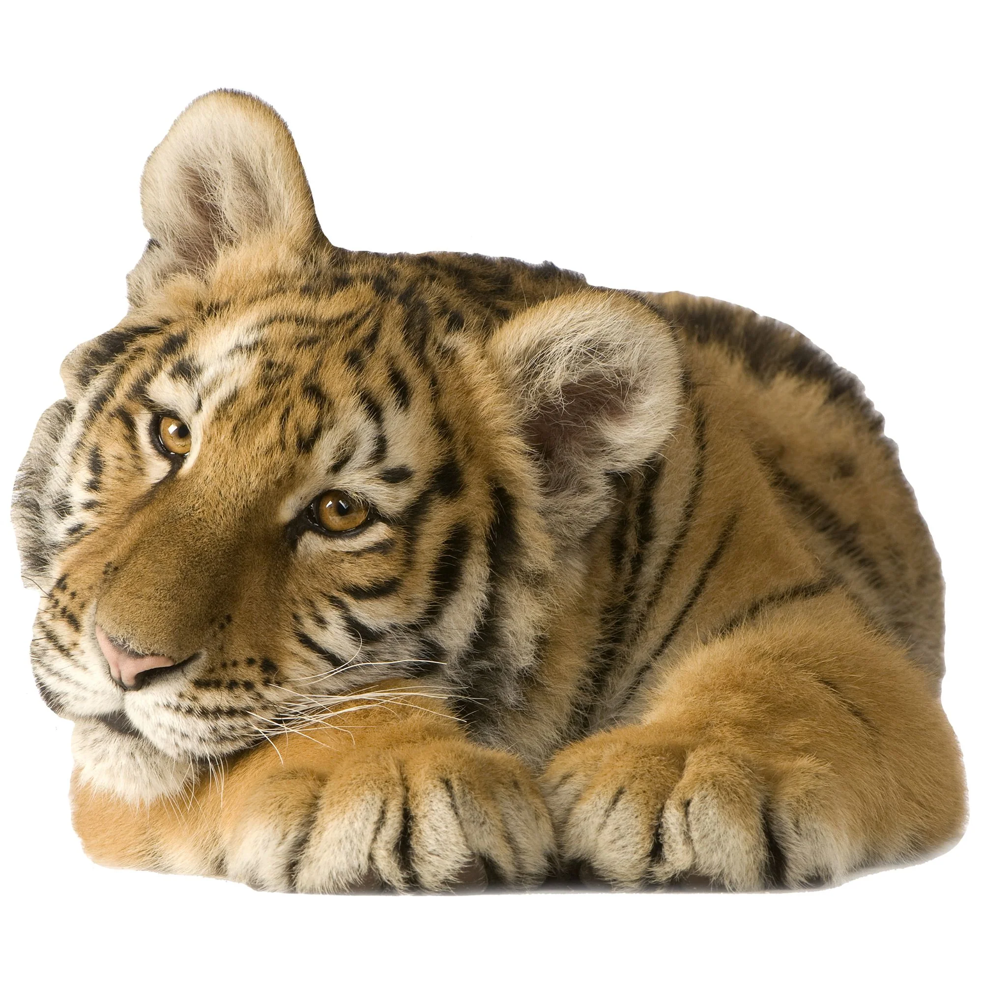 Wandtattoo Tiger - Image 2